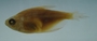 Hyphessobrycon bifaciatus FMNH 54404 33.7mmSL (4)