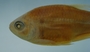 Hyphessobrycon duragenys FMNH 54402 42.38mmSL (3)