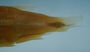 Hyphessobrycon duragenys FMNH 54402 42.38mmSL (4)