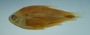 Hyphessobrycon duragenys FMNH 54402 42.38mmSL
