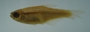 Hyphessobrycon melanopleura FMNH 54413 24.10mmSL