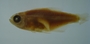 Hyphessobrycon parvellus FMNH 54392 21.35mmSL (4)