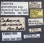 Calosoma darwinia PT labels