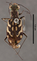 Cicindela abbreviata var baliensis HT dorsal habitus czp6