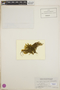 Braunfelsia dicranoides image