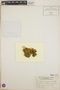 Braunfelsia enervis image