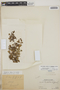 Lindernia diffusa (L.) Wettst., Peru, L. Williams 5547, F