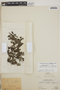 Lindernia diffusa (L.) Wettst., Peru, L. Williams 7706, F