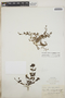 Lindernia dubia (L.) Pennell var. dubia, Bolivia, H. H. Rusby 2566, F