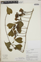 Ipomoea reticulata O'Donell, Ecuador, R. J. Burnham 1496, F