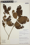 Weinmannia auriculata D. Don, Peru, D. N. Smith 8052, F