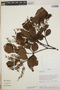 Weinmannia auriculata D. Don, Peru, D. N. Smith 7827, F