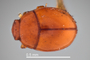 4428220 Bacanius subcarinatus, type, habitus, dorsal view