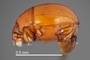 4428220 Bacanius subcarinatus, type, habitus, lateral view