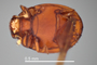 4428220 Bacanius subcarinatus, type, habitus, ventral view