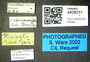 4428211 Staphylinus pliginskii, type, labels