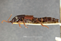 4428212 Staphylinus bucharicus, lectotype, habitus, lateral view