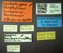 4428212 Staphylinus bucharicus, lectotype, labels