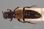 4428216 Staphylinus pendjabensis, type, habitus, dorsal view