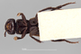 4428216 Staphylinus pendjabensis, type, habitus, ventral view