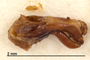 4428217 Staphylinus turcicus, type, male, dissected structures