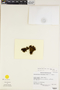 Macrocoma tenue subsp. tenue image