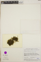 Plagiomnium integrum image