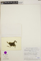 Plagiomnium integrum image