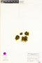 Dicranoloma reflexum image