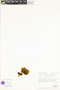 Dicranoloma reflexum image