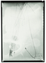 Field Museum photo negatives collection; Wien specimen of Scirpidium grandis Nees, Brazil, F. Sellow, Type [status unknown], W