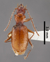 Pseudanophthalmus mayfieldensis HT dorsal habitus czp4