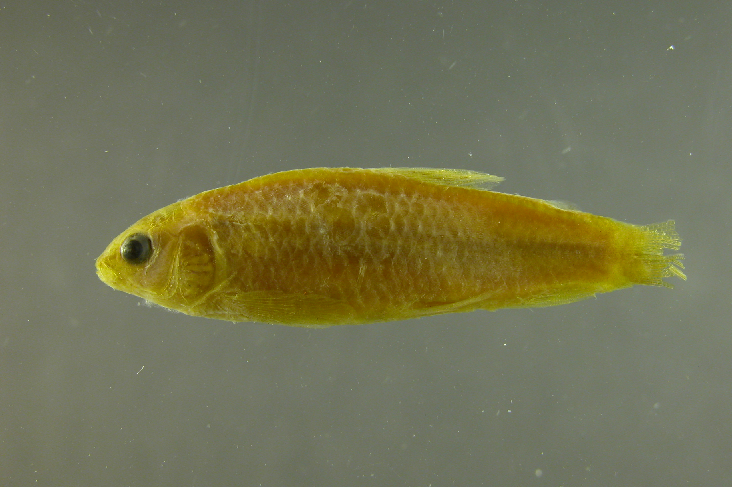 Characidium caucanum