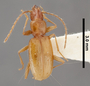 Pseudanophthalmus inexpectatus orientalis HT dorsal habitus czp3