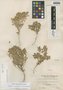 Flora of the Lomas Formations: Malesherbia humilis var. parviflora (Phil.) Ricardi, Chile, I. M. Johnston 3693, F