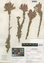 Flora of the Lomas Formations: Malesherbia ardens J. F. Macbr., Peru, M. O. Dillon 3661, F