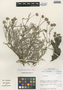 Flora of the Lomas Formations: Polyachyrus cinereus Ricardi & Weldt, Chile, M. O. Dillon 5341, F
