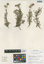 Flora of the Lomas Formations: Polyachyrus fuscus (Meyen) Walp., Chile, M. O. Dillon 5885, F