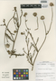 Flora of the Lomas Formations: Polyachyrus fuscus (Meyen) Walp., Chile, M. O. Dillon 5363, F