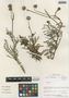 Flora of the Lomas Formations: Polyachyrus, Chile, M. O. Dillon 5774, F