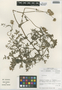 Flora of the Lomas Formations: Polyachyrus, Chile, M. O. Dillon 5335, F