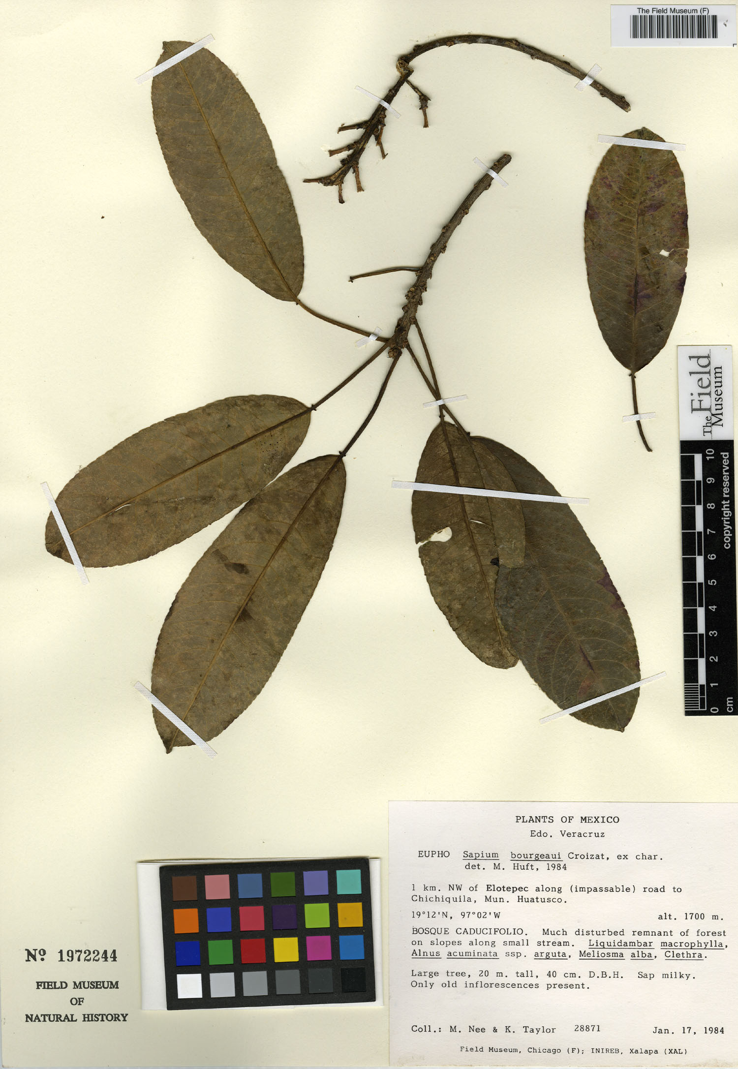 Sapium macrocarpum image