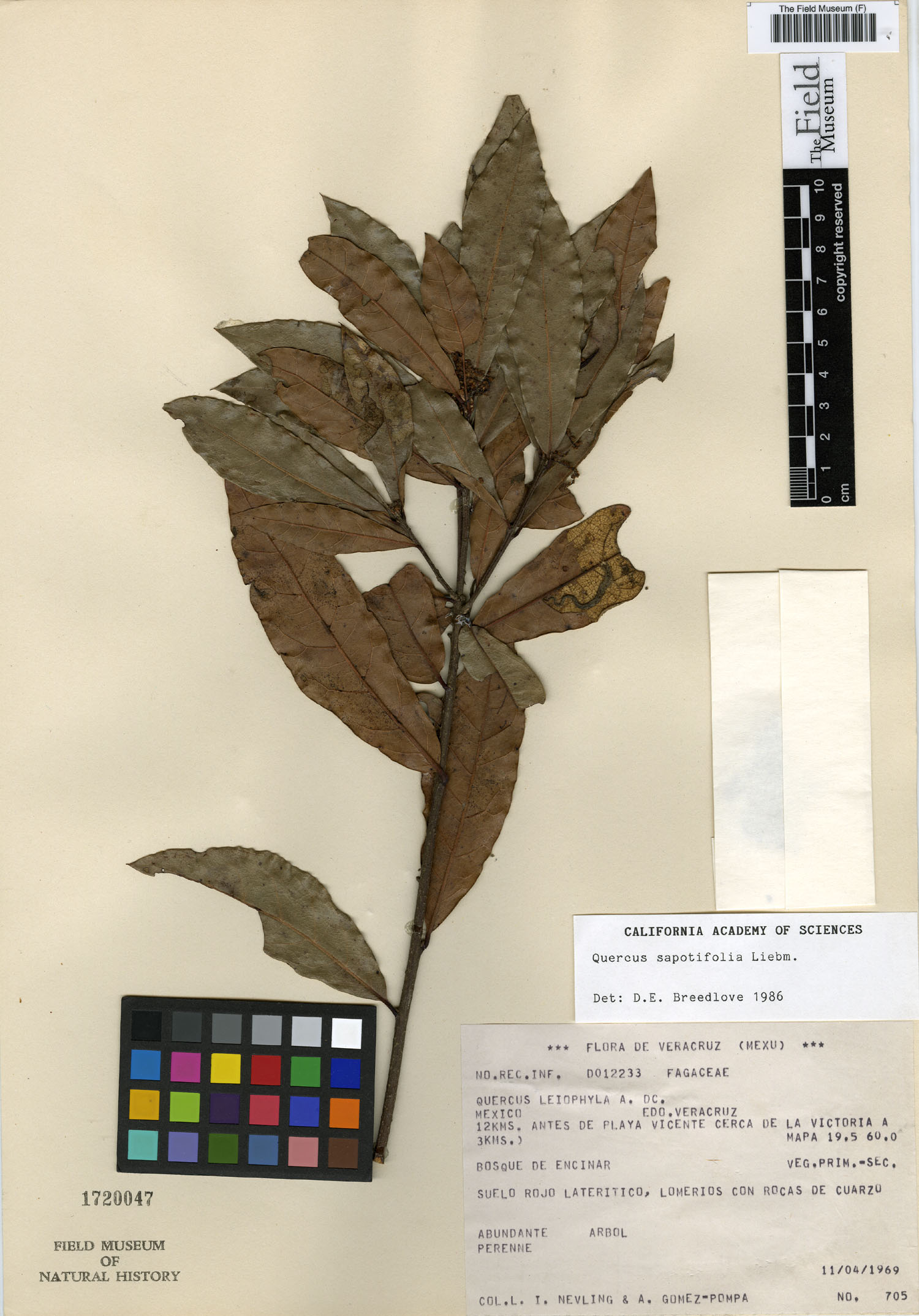 Quercus sapotifolia image