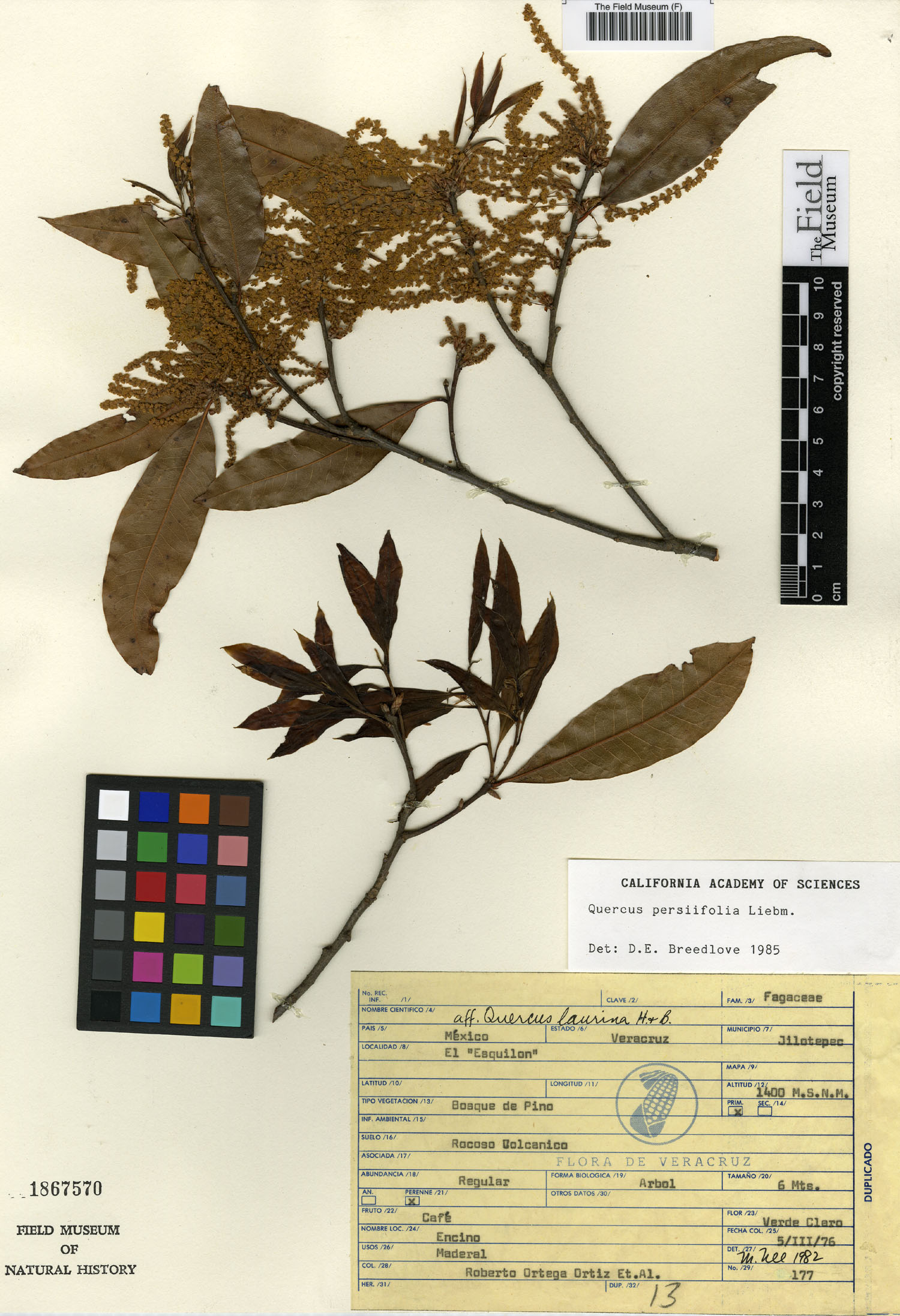 Quercus perseaefolia image