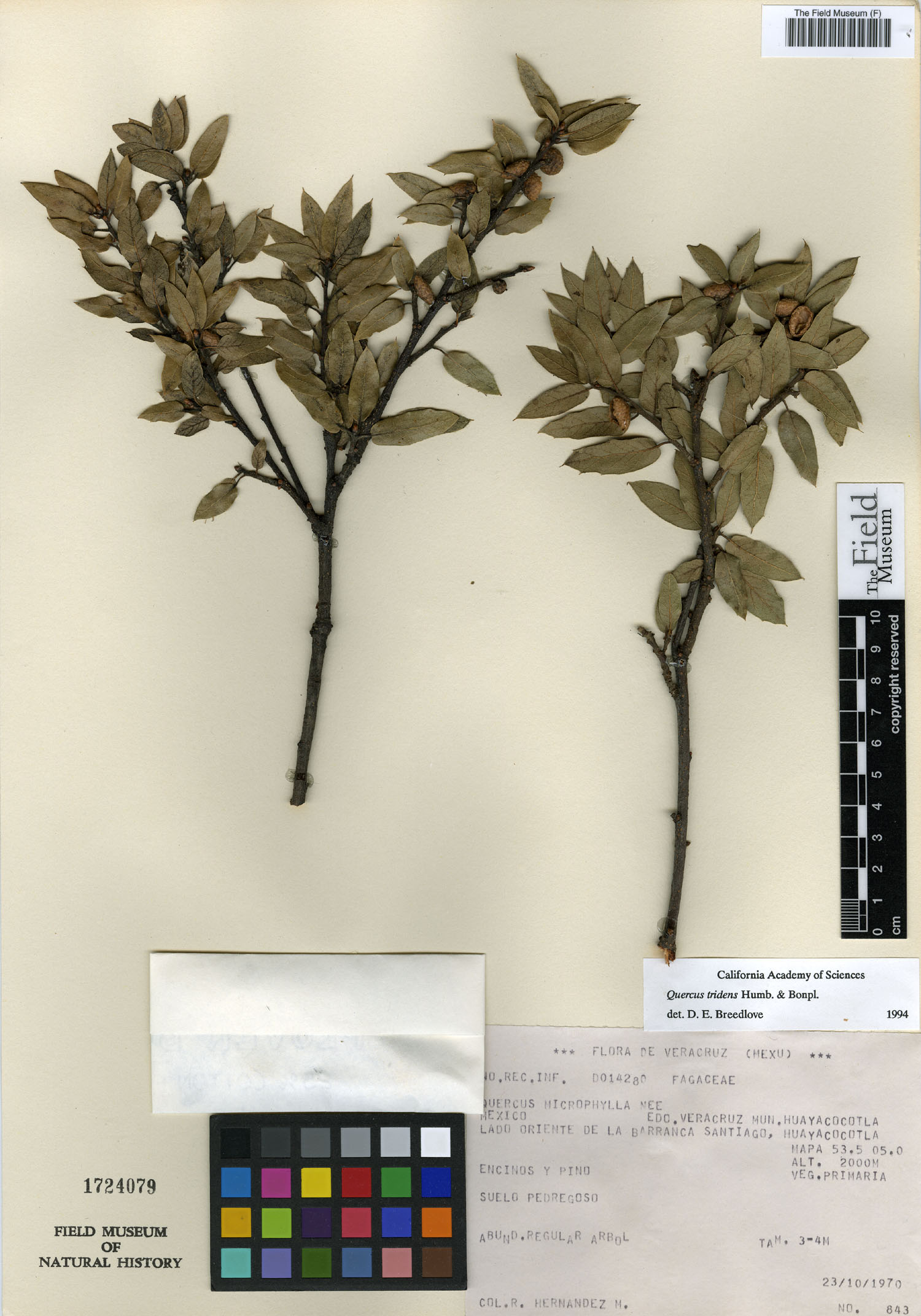 Quercus tridens image