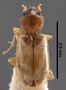Tachys dimediatus alexandrinus PT dorsal habitus czp3