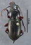 Pterostichus potanini PT dorsal habitus czm3