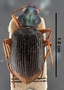Chlaenius jacobsoni PT dorsal habitus czm5