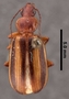 Amblytelus curtus continentalis PT dorsal habitus czp2