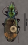 Coptodera apicalis PT dorsal habitus czp3